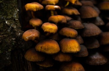 Mushrooms growing on a tree bark or trunk.