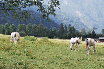 Cavalli al pascolo in un giorno d'estate.