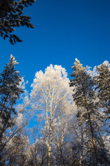 snow-covered winter forest in frost against a blue sky background
