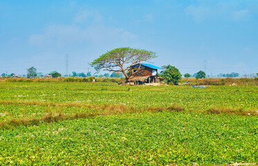 Village house under the tree, Bago Region, Myanmar