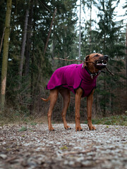 Jagdhund mit farbigen Pullover spielt mit Stock