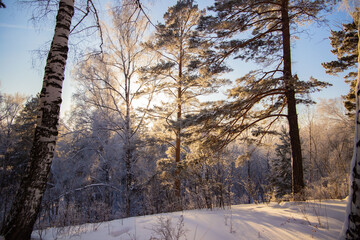 snow-covered winter forest in frost against a blue sky background