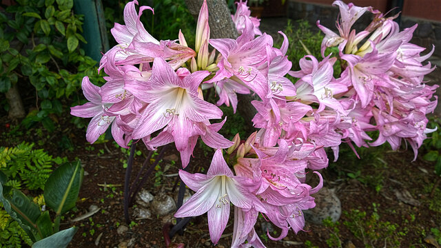 Blumen, Bl&uuml;ten, Lilien, rosa, Amarcrinum howardii, Amaryllis
