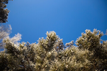 snow-covered winter forest in frost against a blue sky background