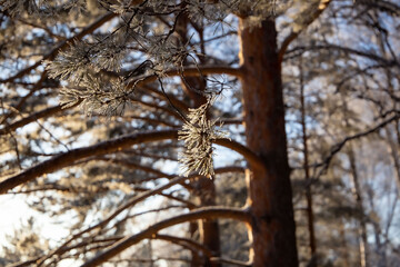 snow-covered winter forest in frost against a blue sky background