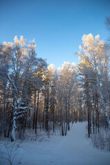 snow-covered winter forest in frost against a blue sky background