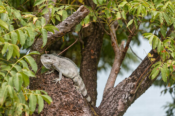 Iguane perché sur un arbre et inactif en Guyane française