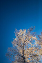 snow-covered winter forest in frost against a blue sky background