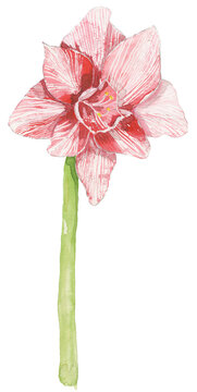 pink flower amaryllis isolated watercolour