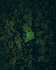 Gamboa Panama rainforest