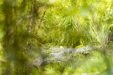 Tourbière de la Grande Pile, confusion végétale, Bourgogne-Franche-Comté, France
