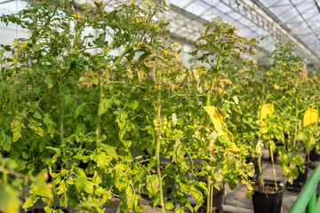 greenhouse