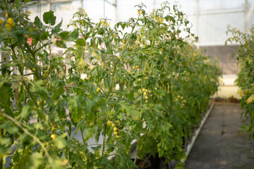 Fototapeta na wymiar Interior of modern agricultural vegetable greenhouse