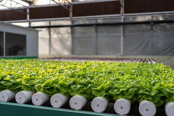 Interior of modern agricultural vegetable greenhouse