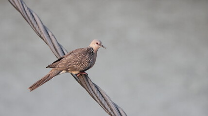 Spotted dove perched on a wire