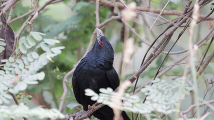 Asian Koel looking up