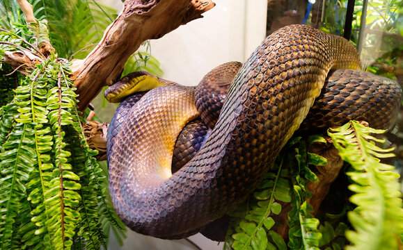 Amethystine Python (lat. Morelia amethistina).
 It is the largest snake in Australia, where it feeds mainly on bush wallaby kangaroos. Sizes in nature can reach 8.5 meters in length, in a terrarium it