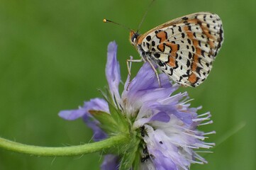 Papillon