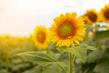 Field of sunflowers. Flowers sunflower against the sky. Cultivation of sunflowers. Sunflower swaying in the wind.