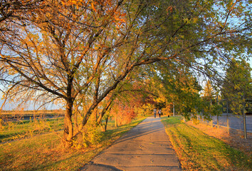 Obraz premium Golden Path