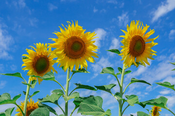 Fototapeta premium Switzerland, Sunflower, Flower, Autumn, Selective Focus
