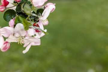  Spring background Spring blossom. Ladybugs mating in Spring Time. Copy Space