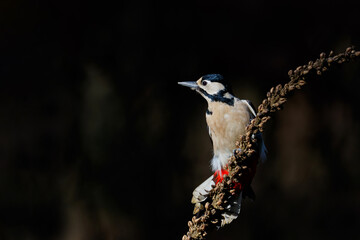 Great spotted woodpecker (Dendrocopos major) sitting in the forest in the Netherlands