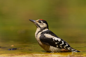 Great spotted woodpecker (Dendrocopos major) sitting in the forest in the Netherlands