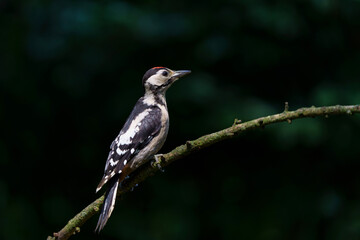 Great spotted woodpecker (Dendrocopos major) sitting in the forest in the Netherlands