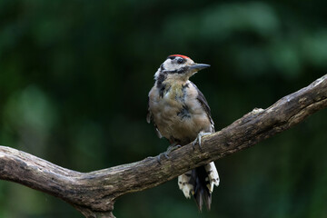 Great spotted woodpecker (Dendrocopos major) sitting in the forest in the Netherlands