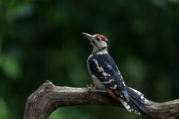 Great spotted woodpecker (Dendrocopos major) sitting in the forest in the Netherlands