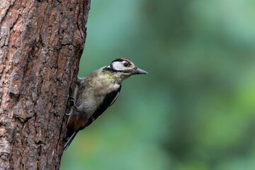 Great spotted woodpecker (Dendrocopos major) sitting in the forest in the Netherlands