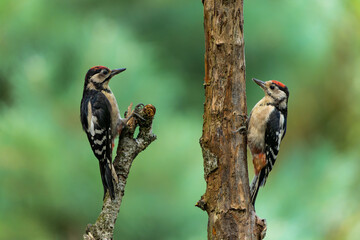 Great spotted woodpecker (Dendrocopos major) sitting in the forest in the Netherlands