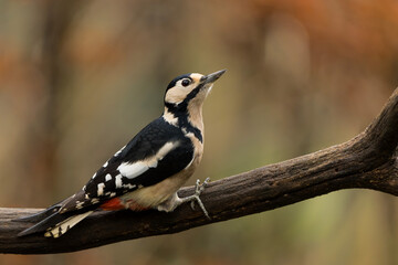 Great spotted woodpecker (Dendrocopos major) sitting in the forest in the Netherlands