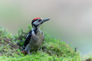 Great spotted woodpecker (Dendrocopos major) sitting in the forest in the Netherlands