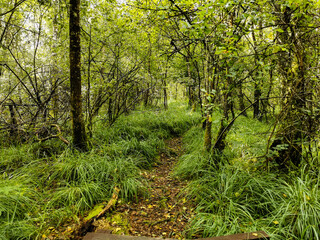 Sentier de découverte dans une nature luxuriante, Tourbière de la Grande Pile,...