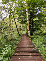 Fototapeta premium Passerelle d'interprétation de la Tourbière de la Grande Pile, Bourgogne-Franche-Comté, France