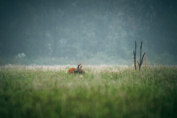 deer licking self in the field in summer morning with fog