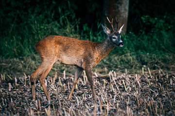 buck deer on field at evening