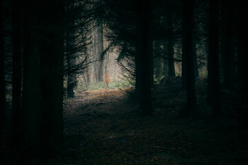 Obraz premium dark spruce forest in the fog