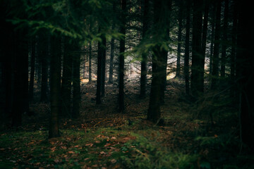 Fototapeta na wymiar spruce dark forest in the morning fog