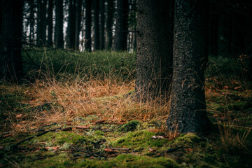 green bushes and dry grass in the woods at morning