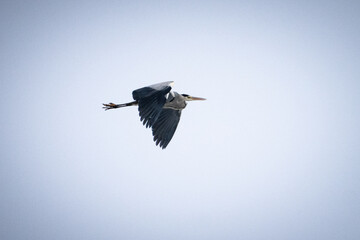 pelican in flight on white sky