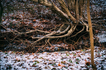 magic tree roots in winter