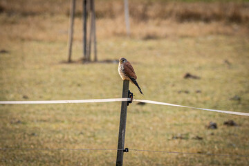 standing kestrel on pole of electric fence
