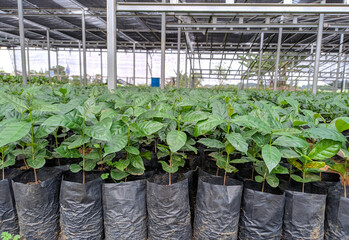 a collection of seeds in pots in a nursery.