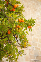 Orange tree with fruits are located against the background of a brick wall of beige color. Orange...