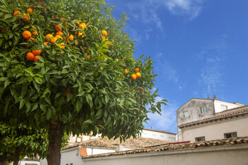 An orange tree with ripe oranges is located against the blue sky and urban buildings. Cityscape in Andalusia, Spain. Copy space.