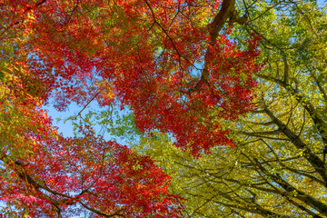 静岡県伊豆市修善寺自然公園もみじ林の紅葉