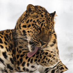 The Far Eastern leopard washes up